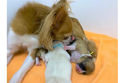 販売中のチワワ(ロングコート)の親犬